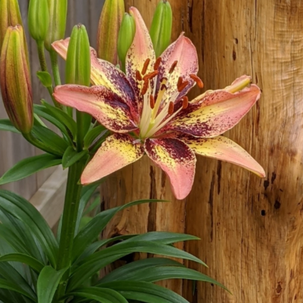 Tribal Dance Lily bulb